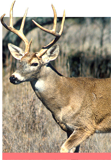 Deer with Antlers
