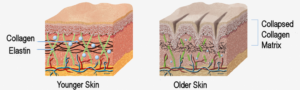 Collagen Peptide Powder For Younger Looking Skin