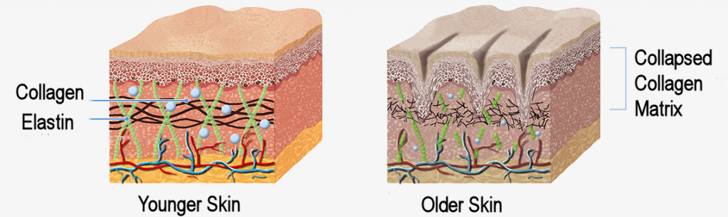 Collagen Peptide Powder For Younger Looking Skin