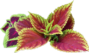 Forskolin Flower