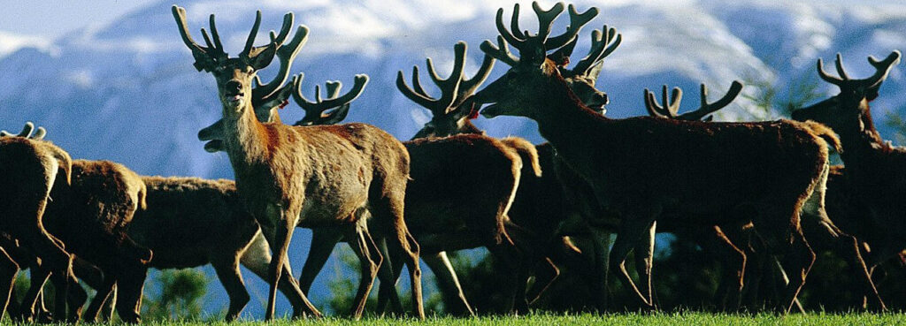 Benefits of Deer Antler Velvet Extract