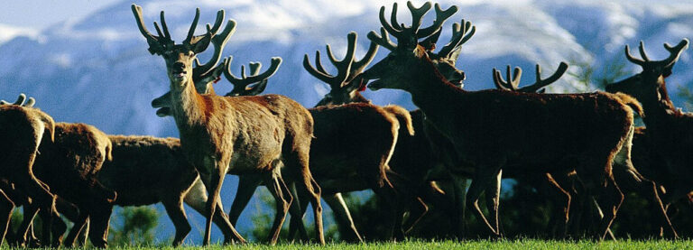 Benefits of Deer Antler Velvet Extract