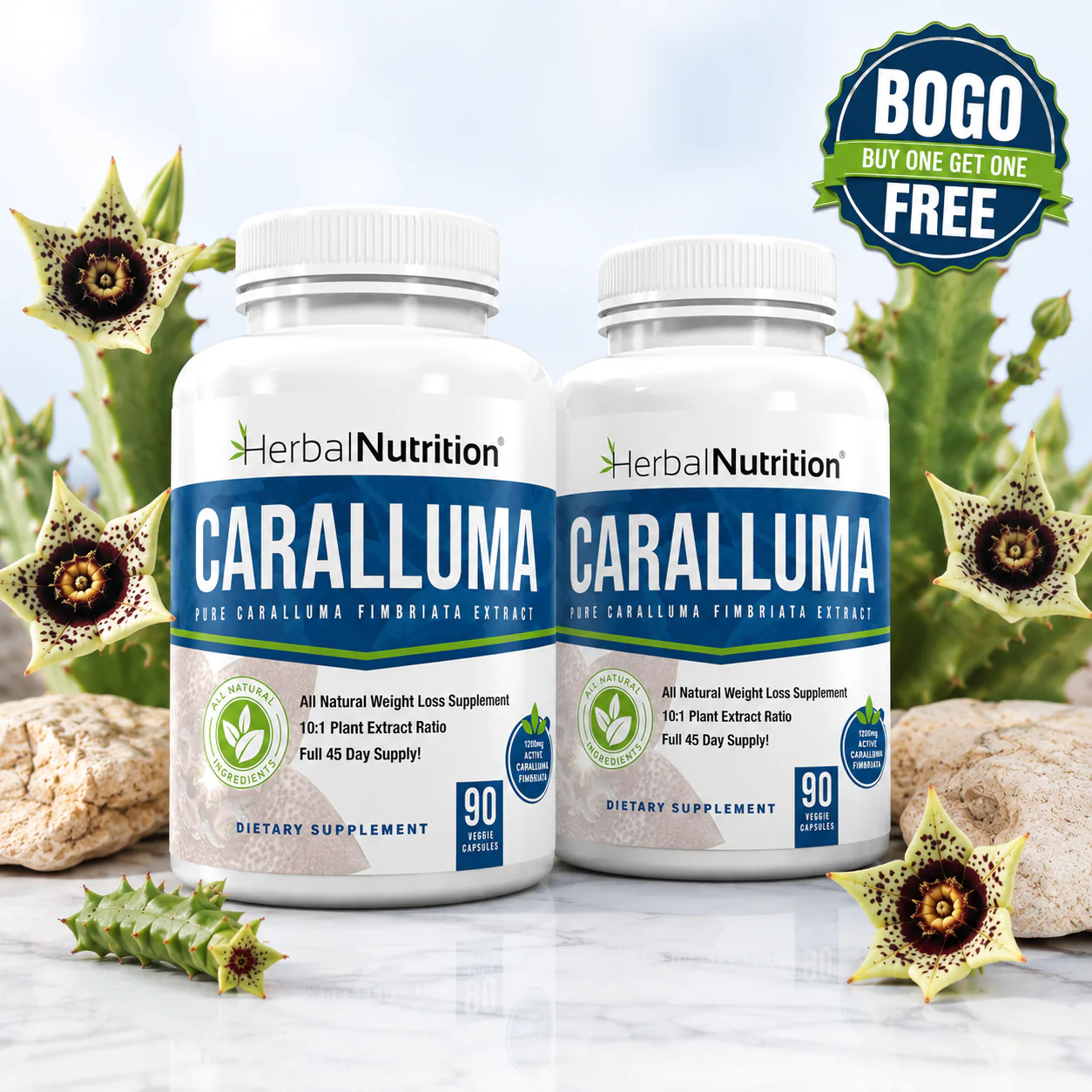 Caralluma Fimbriata Two Pack